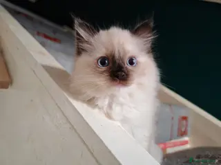 Ragdoll cats Ragdoll kitten ready to go! - Advert 2