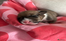 Mixed Breed dogs for sale: English Bull Terrier mixed puppies for sale - Image 16