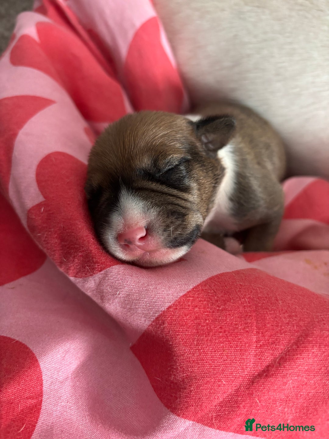Mixed Breed dogs for sale: English Bull Terrier mixed puppies for sale - Image 16