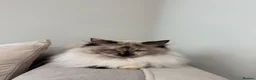 Ragdoll cats for sale: Beautiful Ragdoll Bella in Horsham - Advert 4
