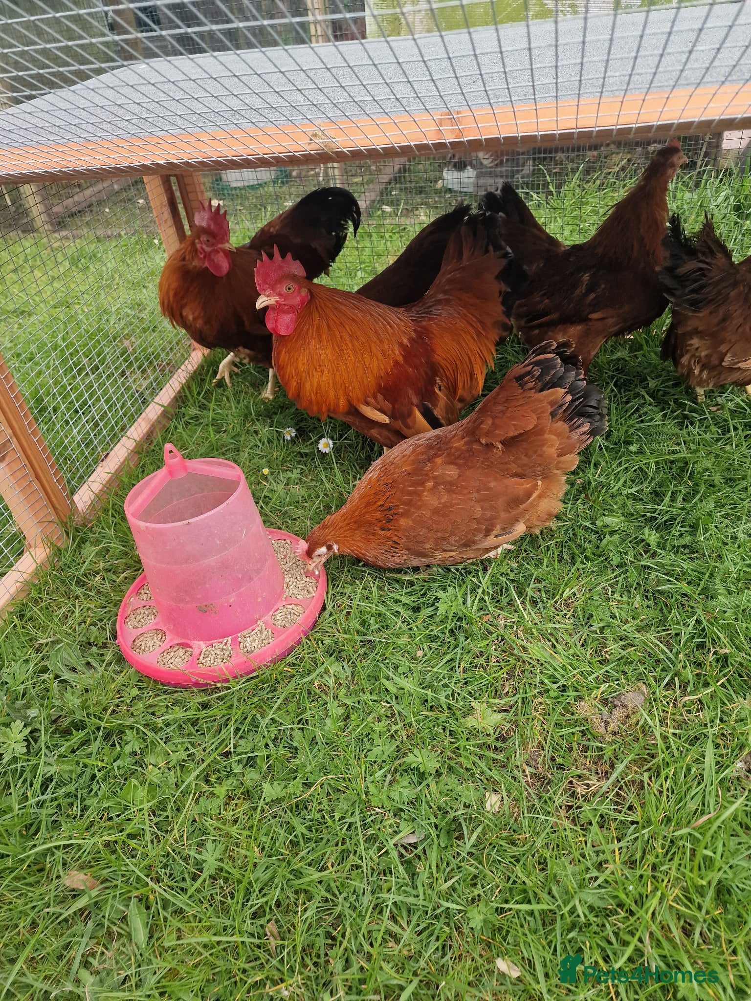 Chickens poultry for sale: Chicks for sale  - Advert 7