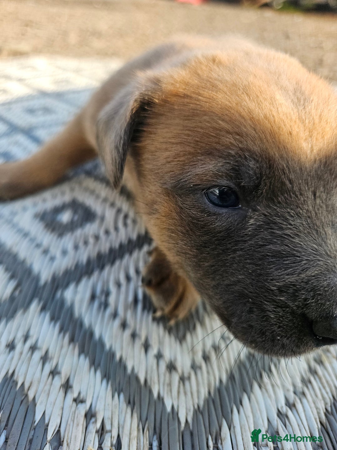 Mixed Breed dogs for sale: Belgian malinois/ border collie  - Image 8