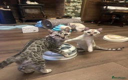 Bengal cats for sale: Two incredibly friendly TICA reg kittens  in Darwen - Image 14