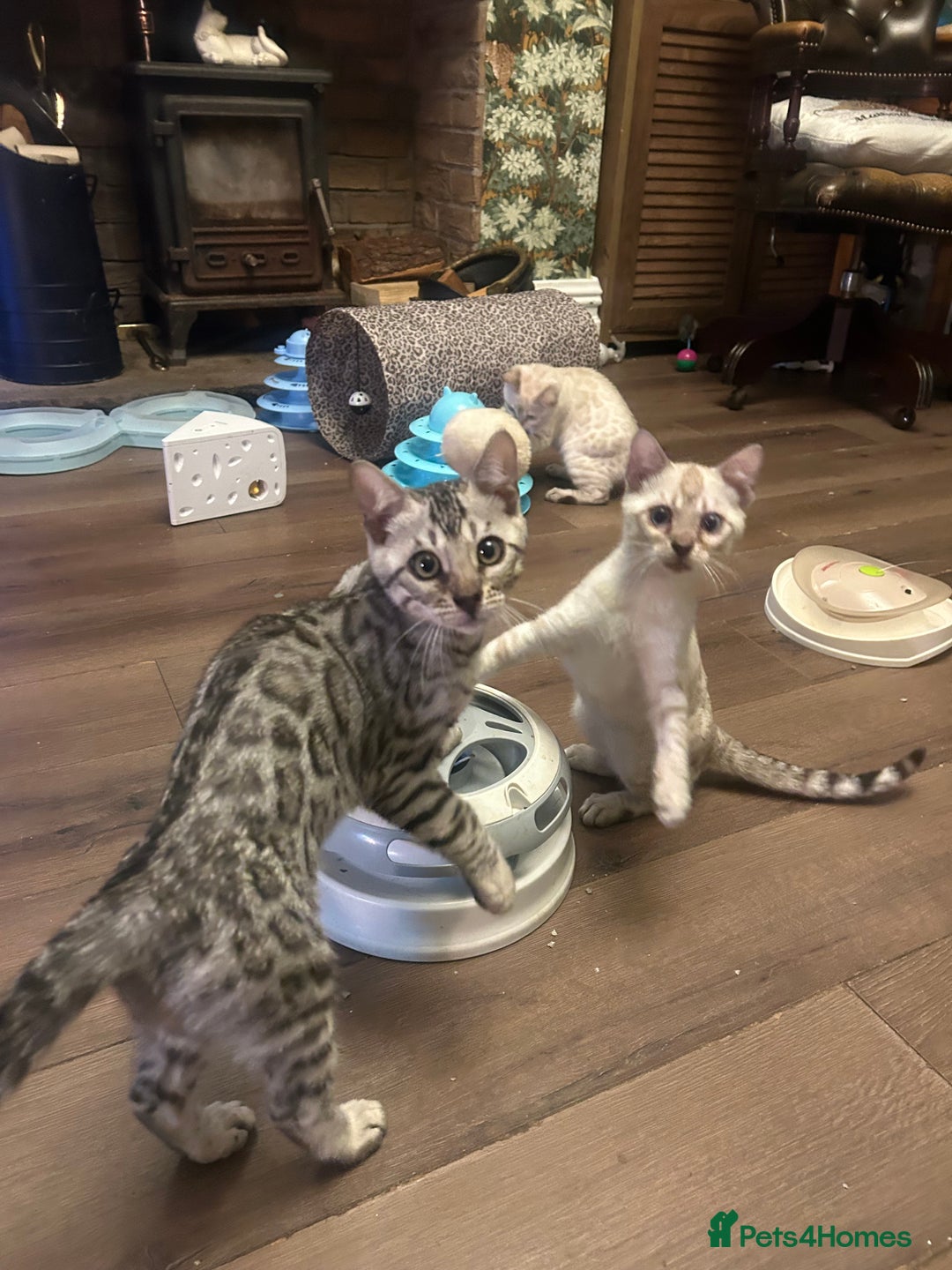 Bengal cats for sale: Two incredibly friendly TICA reg kittens  in Darwen - Image 14