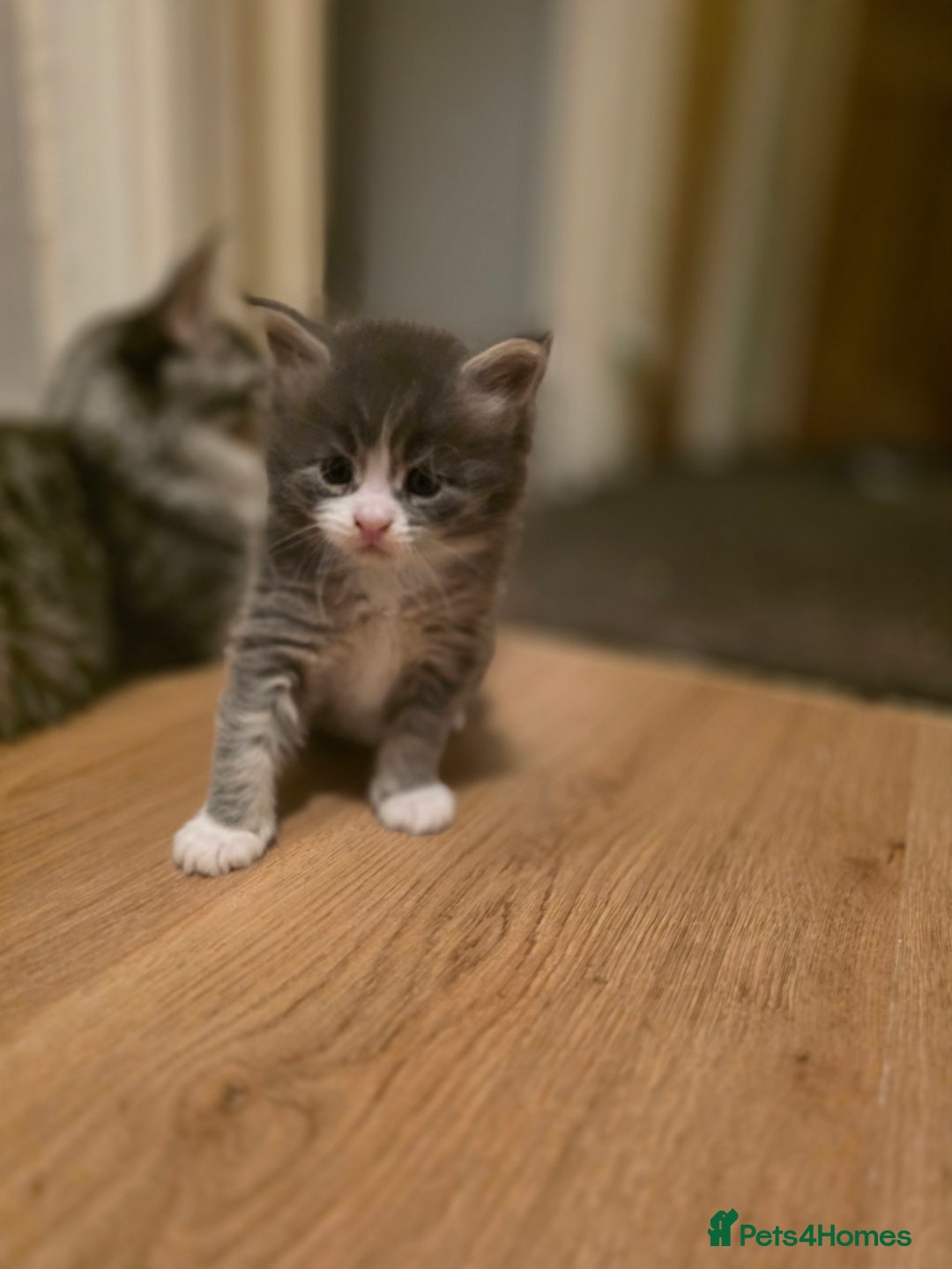 Maine Coon cats for sale: Beautiful Maine Coon Kittens 4 boys/2girl  - Advert 23