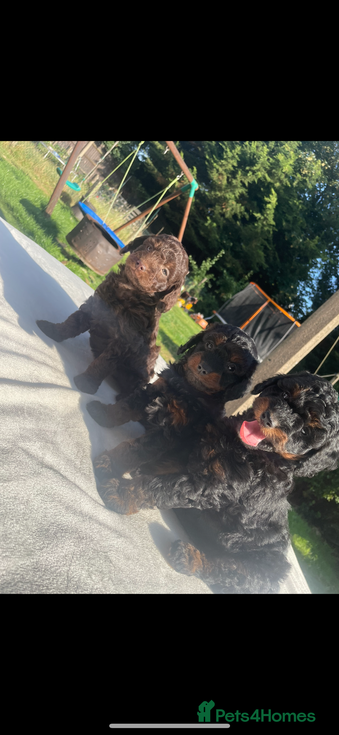 Cockapoo dogs for sale: Cockapoo Ready to leave now💕Only 1 boy left! - Image 1