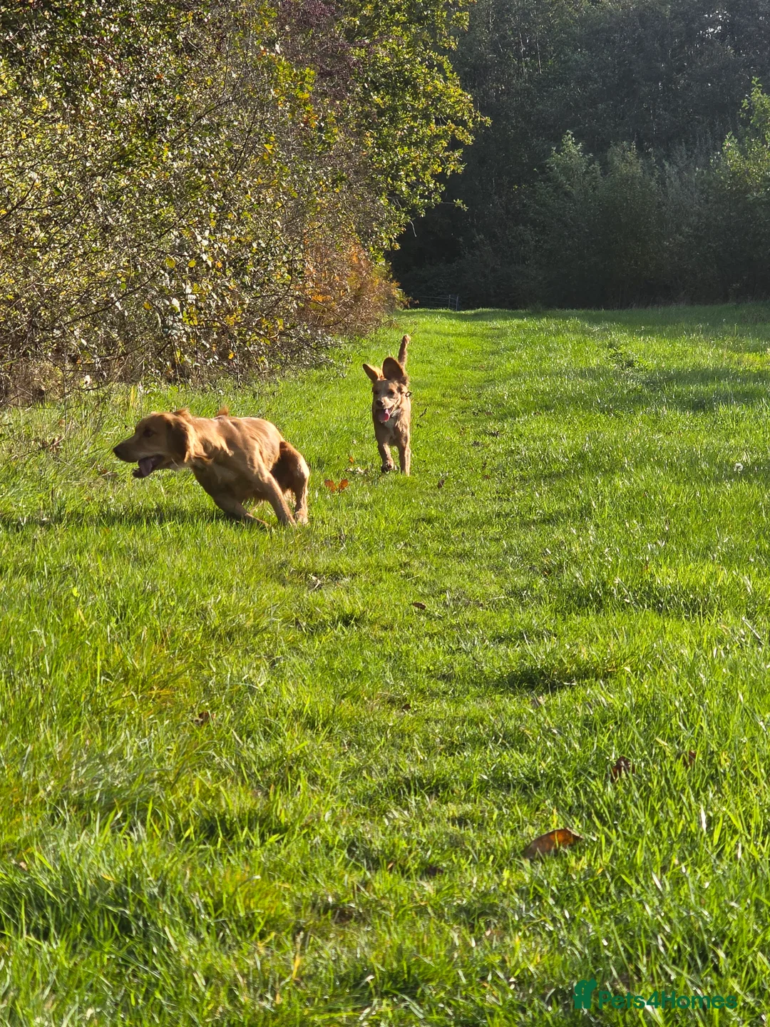 Cocker Spaniel dogs for stud: Fine specimen  - Advert 3