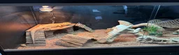 Bearded Dragon reptiles for sale: Bearded Dragon, Full Vivarium Set Up & Extras in Stockport - Advert 6