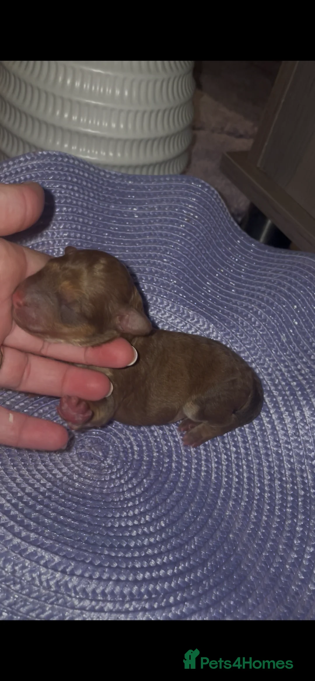 Mixed Breed dogs for sale: Toy poodles  - Advert 12