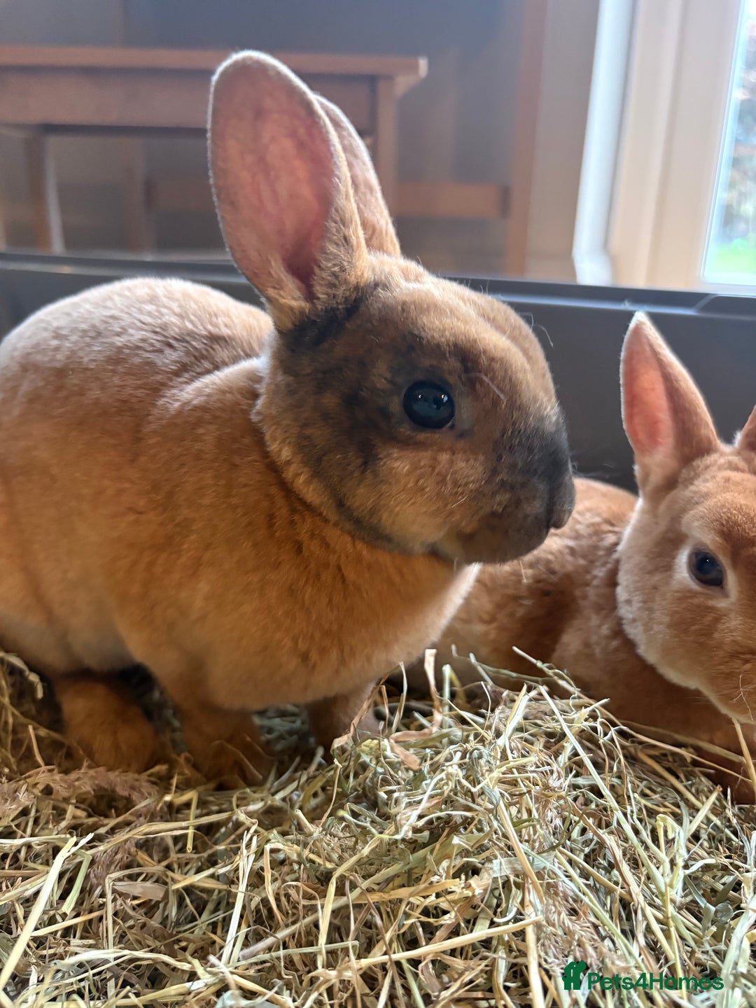 Rex rabbits for sale: Mini Rex Bunnies  - Advert 1