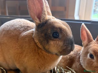 Rex rabbits Mini Rex Bunnies - Advert 4