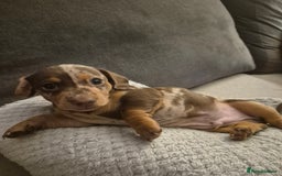 Miniature Dachshund dogs for sale: Miniature Daschund, chocolate & tan dapple smooth - Image 3