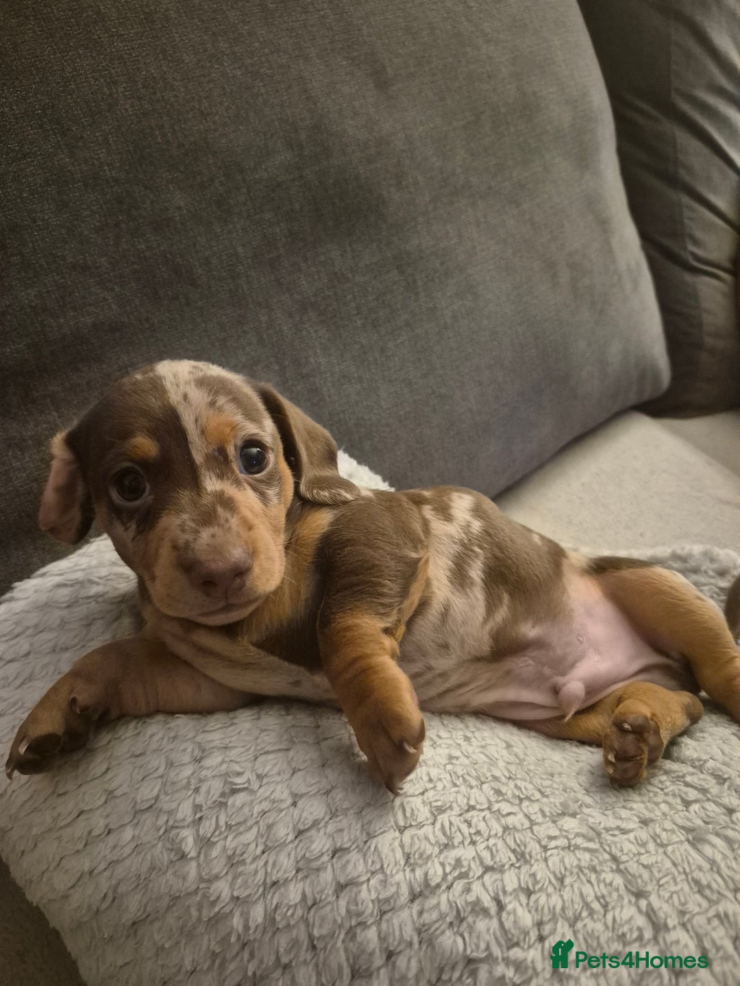 Miniature Dachshund dogs for sale: Miniature Daschund, chocolate & tan dapple smooth - Image 3