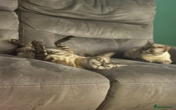 Bengal cats for sale: Bengal kittens for rehoming  - Image 7