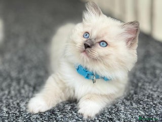 Ragdoll cats - Advert 2