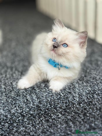 Ragdoll cats - Advert 11