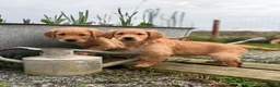 Golden Retriever dogs for sale: Stunning KC working golden retriever puppies - Advert 16
