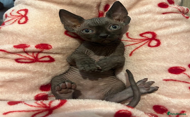 Sphynx cats - Advert 9