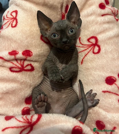 Sphynx cats - Advert 7