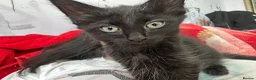Mixed Breed cats for sale: 3 month old kittens - Advert 3