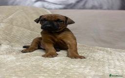 Dobermann dogs for sale: F1b Working dobermanns  - Image 11