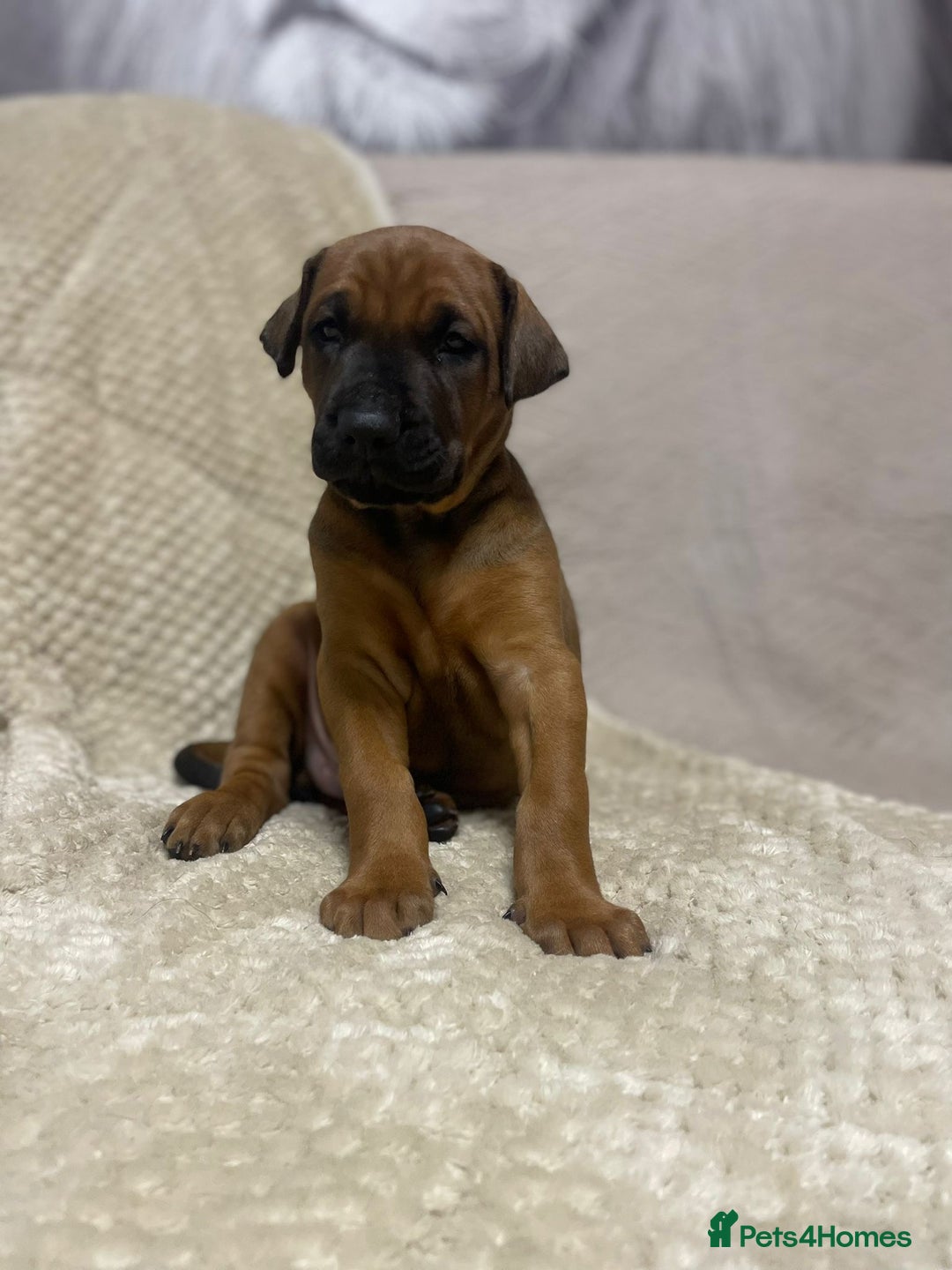 Dobermann dogs for sale: F1b Working dobermanns  - Image 11