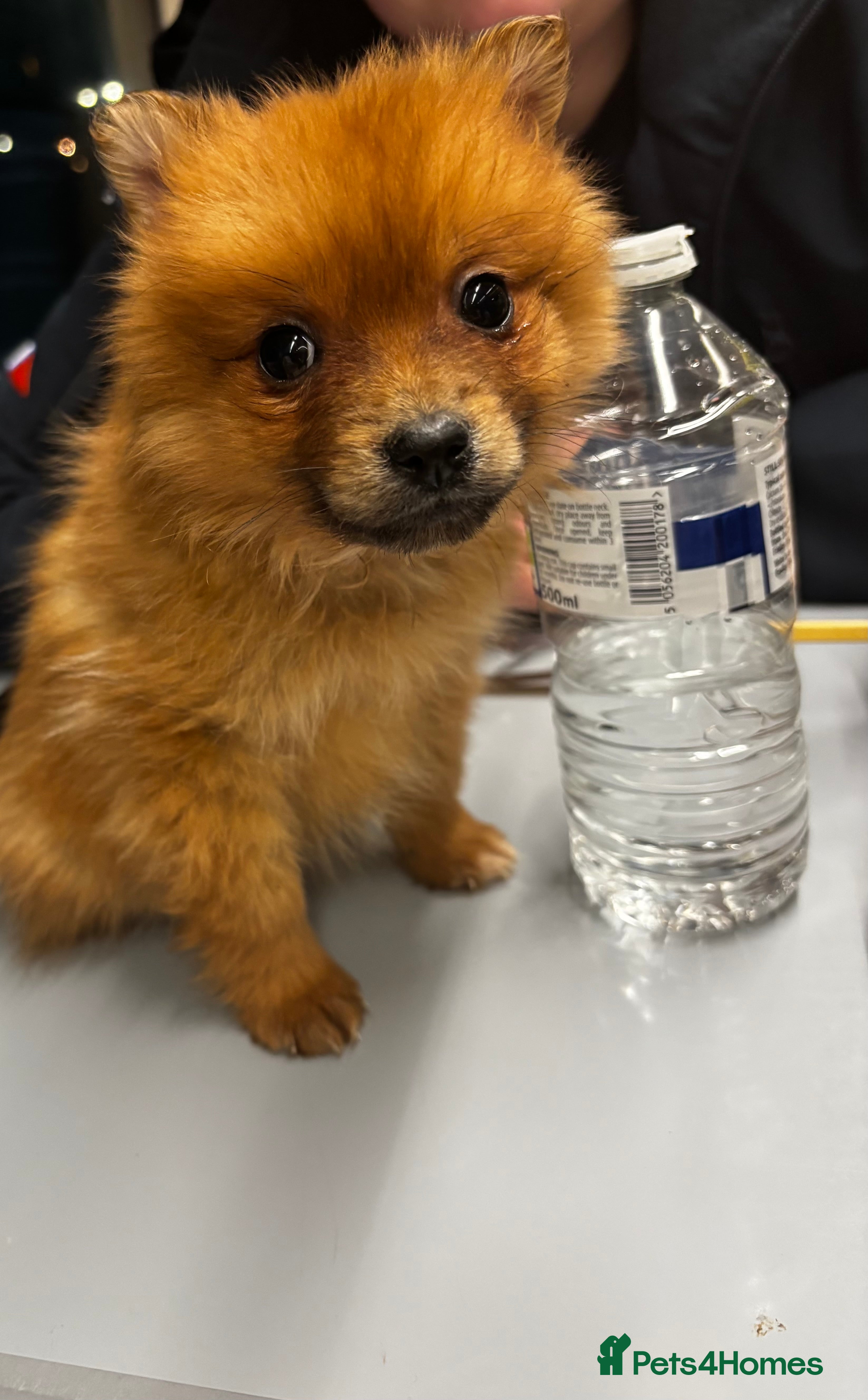 Pomeranian dogs Gorgeous Pomeranian puppy - open to offers - Advert 1