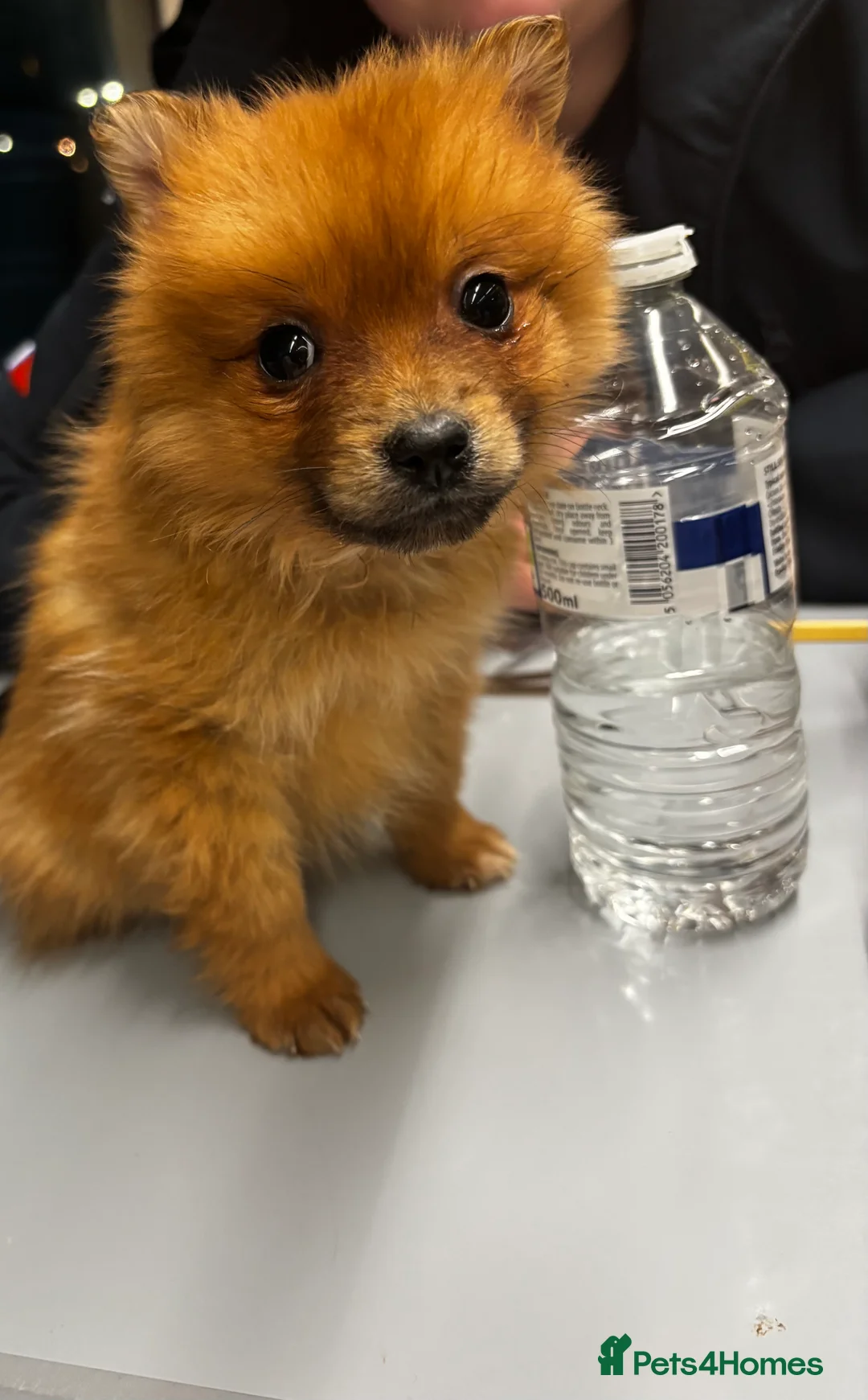 Pomeranian dogs for sale: Gorgeous Pomeranian puppy  - Advert 1