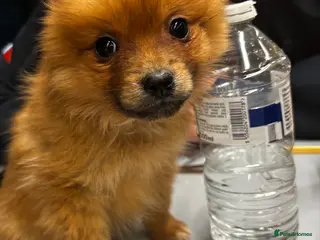 Pomeranian dogs Gorgeous Pomeranian puppy - open to offers - Advert 1