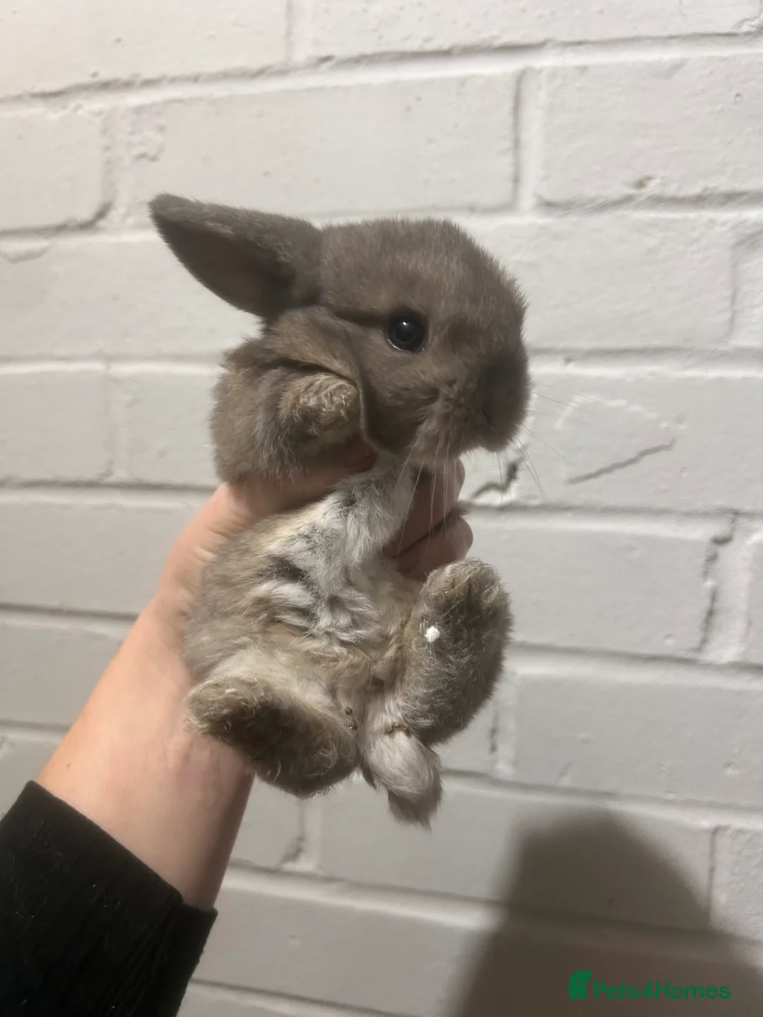Mini Lop rabbits for sale: Beautiful mini lop Bunnies - Advert 4