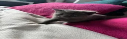 British Shorthair cats for sale: 2 female Grey kittens - Advert 4