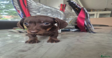 Miniature Dachshund dogs - Advert 15