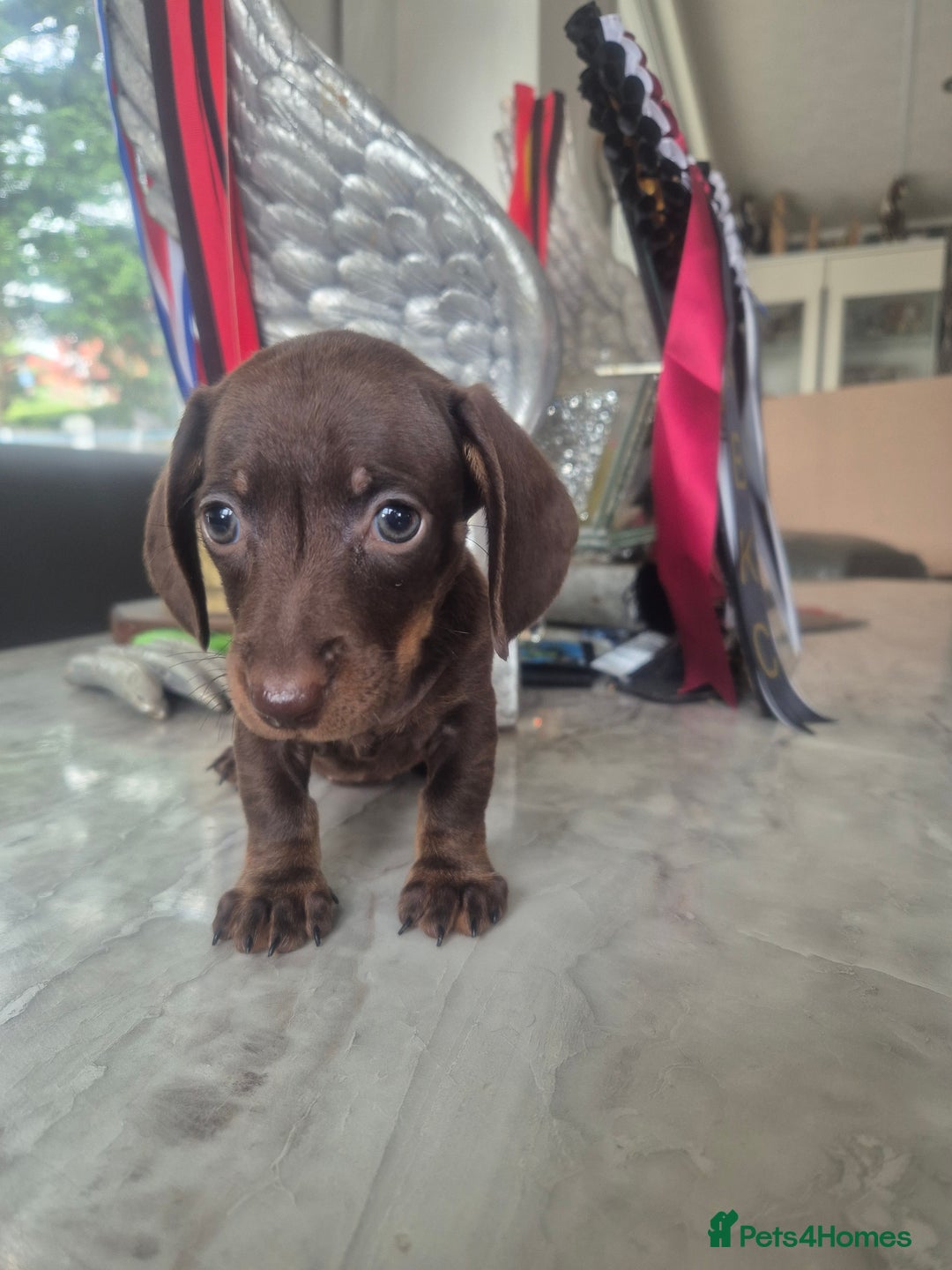 Miniature Dachshund dogs for sale: last dachshund girl - Image 2