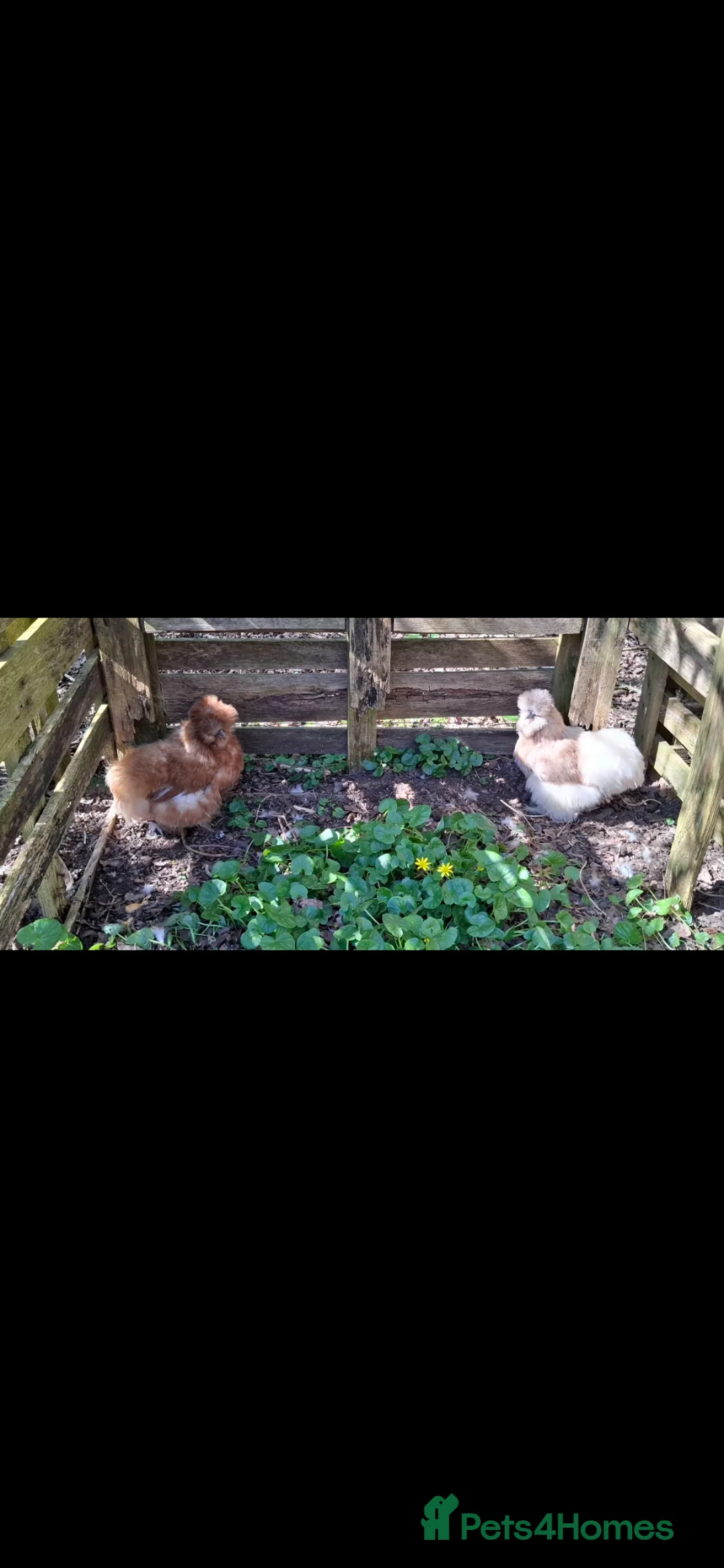 Chickens poultry for sale: 2 Silkie Hens looking for a new home  - Advert 2