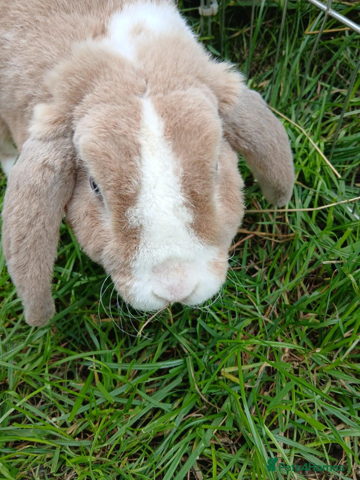 Mini Lop rabbits Plush Mini lop - Advert 1
