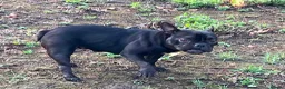 French Bulldog dogs for adoption: Dolly is looking for a loving home  - Advert 5