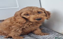 Cockapoo dogs for sale: Red and apricot F1 Cockapoo puppies  - Image 8