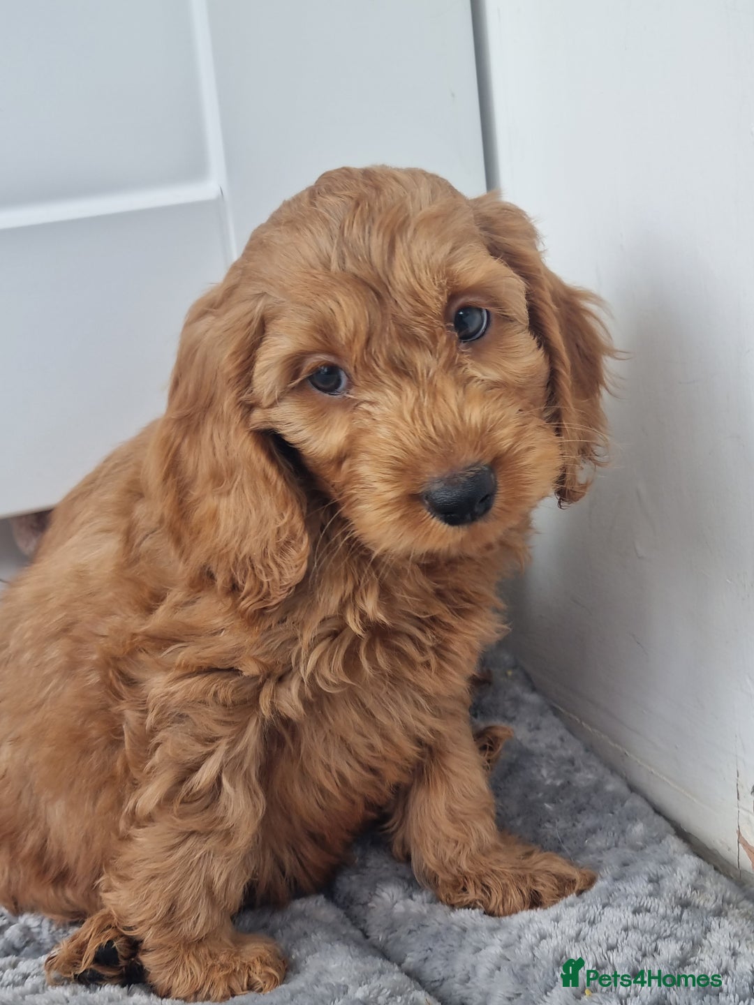 Cockapoo dogs for sale: Red and apricot F1 Cockapoo puppies  - Image 8
