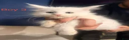 Maine Coon cats for sale: Stunning Pure bred tica registered Mainecoons  - Advert 14