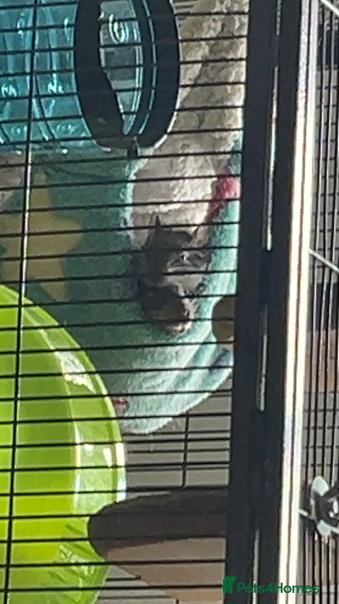 Degus rodents for sale: 2 Male Degus - Advert 6