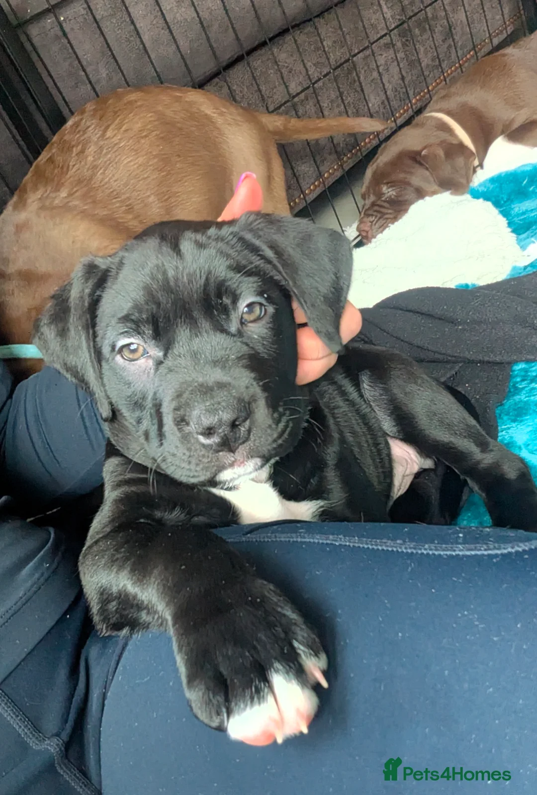 Mixed Breed dogs for sale: Last pup-  female Labrabull ready now 💒 - Advert 2