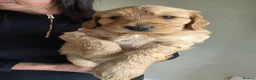 Mini Goldendoodle dogs for sale: Absolutely stunning red   F1 doodles  - Advert 8