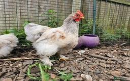 Chickens poultry for sale: ** Stunning friendly Pekin Cockerals available **  - Image 12