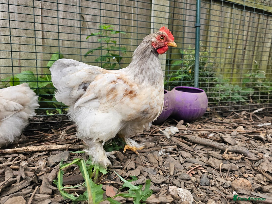 Chickens poultry for sale: ** Stunning friendly Pekin Cockerals available **  - Image 12