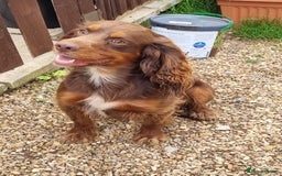Cocker Spaniel dogs for stud: HEALTH TESTED KC Registered Cocker Spaniel in Billingshurst - Image 1