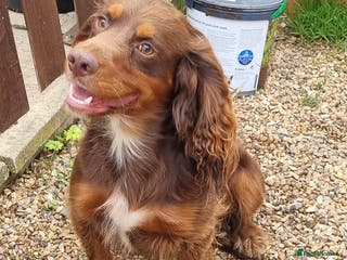 Cocker Spaniel dogs HEALTH TESTED KC Registered Cocker Spaniel in Billingshurst - Advert 20