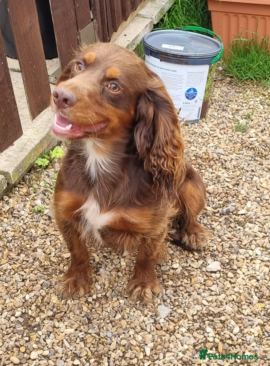 Cocker Spaniel dogs for stud: HEALTH TESTED KC Registered Cocker Spaniel in Billingshurst - Advert 1