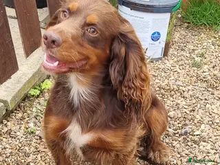 Cocker Spaniel dogs HEALTH TESTED KC Registered Cocker Spaniel in Billingshurst - Advert 21