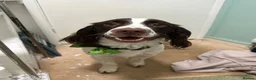 Mixed Breed dogs for sale: Max sprocker spaniel - Advert 5