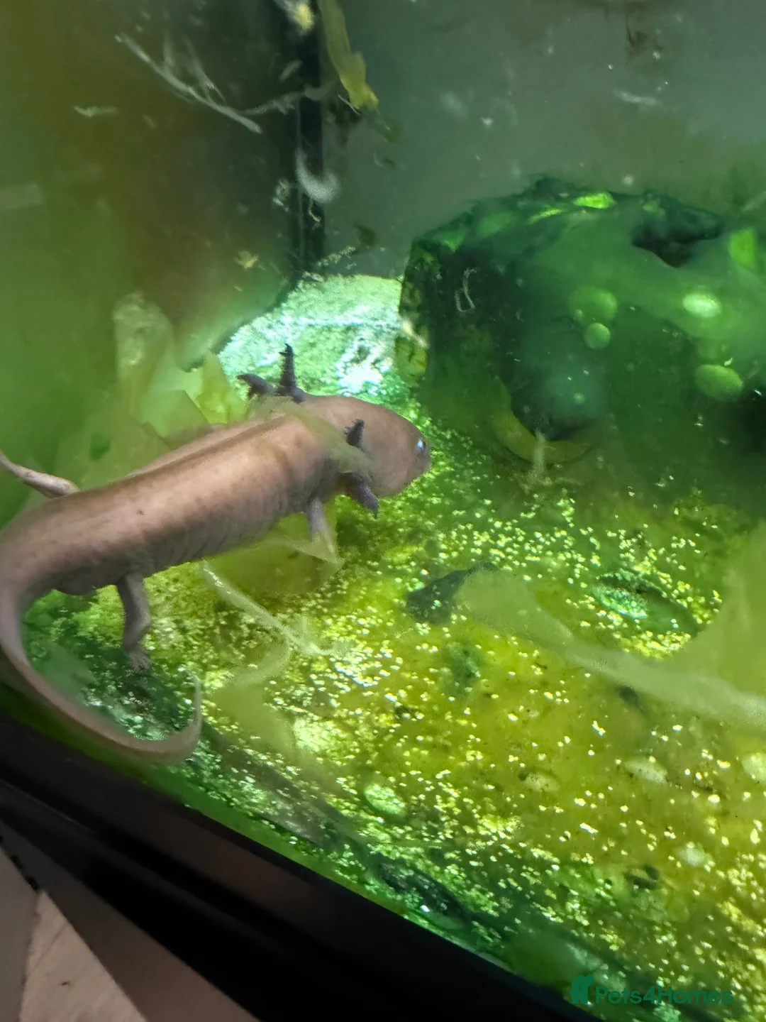 Axolotl reptiles for sale: Axolotl + set up Free to a good home   in Newcastle upon Tyne - Advert 2
